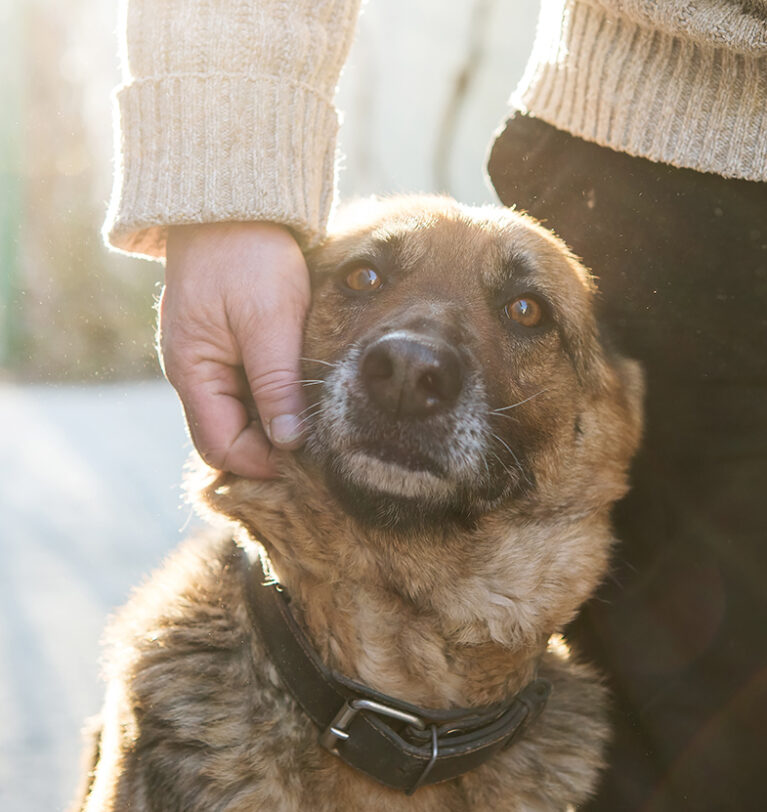 Pourquoi la détection canine des punaises de lit est la meilleure solution ?